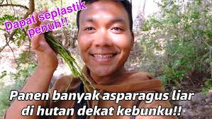 PANEN BANYAK ASPARAGUS LIAR DI HUTAN DEKAT KEBUNKU!! TAS HAMPIR PENUH !!