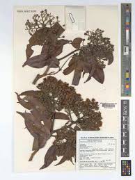 Image result for Maranthes goetzeniana