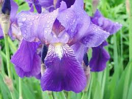 Get fresh blossoming iris flowers from ftd.com. Iris Flowers Rainbow Plants In Your Garden