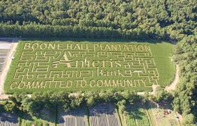 Hall's pumpkin farm and corn maze. Ameris Bank To Sponsor 2016 Corn Maze At Boone Hall Pumpkin Patch