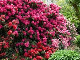 cultiver et entretenir le rhododendron rhododendron arbre de jardin jardins