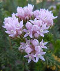 Image result for Phylica