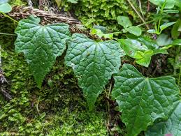 Image result for Zehneria