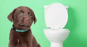 how to potty train a puppy easy to follow steps and