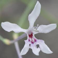 Image result for Afrosolen bainesii