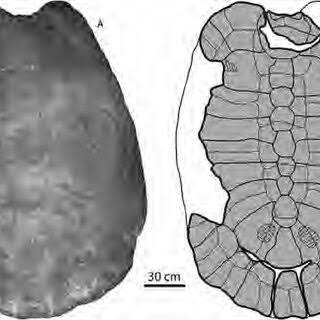 Stupendemys geographicus Wood, 1976, MCZ4376, holotype. A, B , carapace...  | Download Scientific Diagram