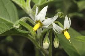 Image result for Solanum chenopodioides