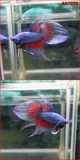 Pin On Veiltail Bettas