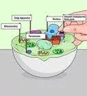 See full list on wikihow.com How To Draw An Animal Cell 11 Steps With Pictures Wikihow