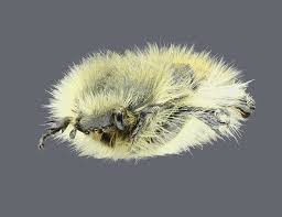 Image result for Tropinota hirta