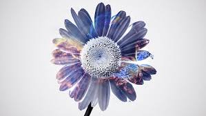 Hd Wallpaper Flowers 4k High Definition Widescreen Wallpaper Flare 3840 x 2400 jpeg 947 кб.