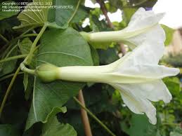 Image result for Ipomoea albivenia