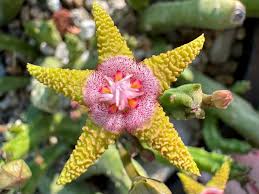 Image result for Eulophia flavopurpurea