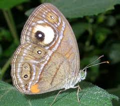 Eyespot Mimicry Wikipedia They may have dark orange lateral filtering pigment distributed heterogeneously in the eye which helps them. eyespot mimicry wikipedia