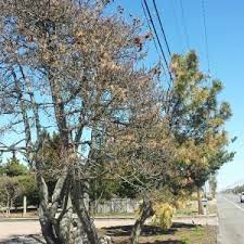 Pest control, exterminators, termites, orkin man, bug control, roaches and more in long beach, ca. Pine Die Off For Shore Weed Control