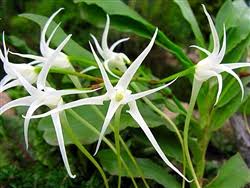 Image result for Cyrtorchis neglecta