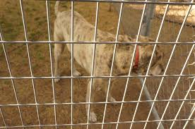Aerial dog run/dog cable/dog trolley line. Cheap Easy Dog Run To Build 6 Steps Instructables