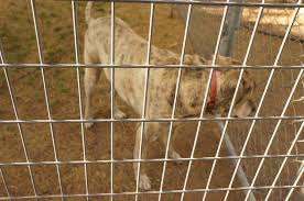 Building your own dog kennel is an inexpensive way to keep your dog safe and secure outside, and, best of all, this diy project can be done relatively easily. Cheap Easy Dog Run To Build 6 Steps Instructables