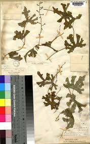 Image result for Dioscorea buchananii