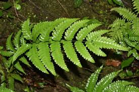 Image result for Pteris linearis