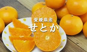 せ とか みかん 愛媛