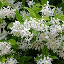 Hardiness zones relate to the average minimum temperature for a region. Star Jasmine Trachelospermum Jasminoides Hedges Direct
