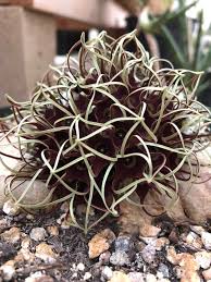 Image result for Brachystelma