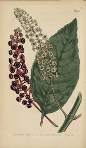 Image result for Phytolacca