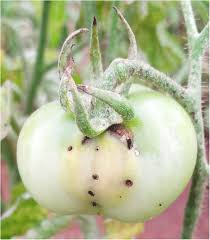 These vegetables are rich in antioxidants that feed the body organs with nutrients and expel harmful bacteria. First Report And Distribution Of The South American Tomato Pinworm Tuta Absoluta Meyrick Lepidoptera Gelechiidae In Togo Springerlink