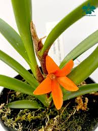 Ceratostylis Rubia In 2020 Orchideen Garten Orchideen Shops