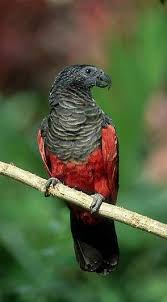 The pesquet's parrot is one of three parrots with bare (featherless) faces. Pin On Parrots Pet Birds