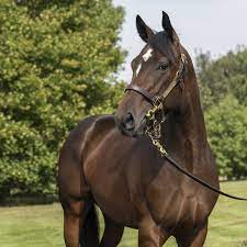 Tattersalls October Yearling Sale Book 1 – Newsells Park Stud