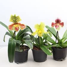 Image result for Vanilla imperialis