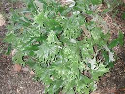 Image result for Pyrrosia