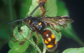 If you use one of the names, please do not remove it! Scoliid Wasps