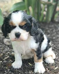 Dog Breeders Near Me Find A Breeder Near Me Today Vip Puppies Dog Breeders Near Me Dog Breeder Dogs