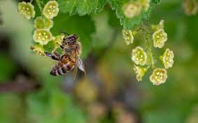 Thinking of raising honey bees in your backyard? Plymouth Bee Swarm Removal And Bee Protection Services
