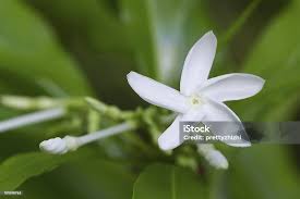 Image result for Alstonia venenata