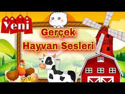 youtube hayvan hayvanlar gercekler