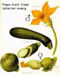 Image result for Cucurbitaceae