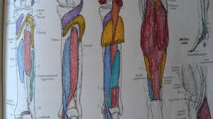 Netters Anatomy Coloring Book Inspirational Intune Massage Therapy Self Care Anatomy Coloring Book Toddler Coloring Book Mermaid Coloring Book