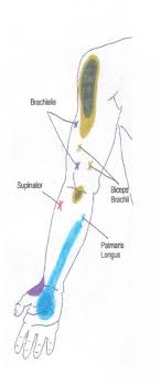 Neck Shoulder Arm And Hand Trigger Point Chart 5