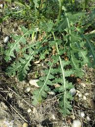 Image result for Erucastrum