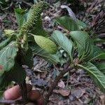 Image result for Hymenodictyon