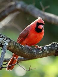 Small Birds Of Northern Illinois Illinois Indiana Kentucky North Carolina Ohio Virginia West Virginia Northern Cardinal State Birds Northern Cardinal Birds