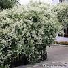 The following photos will allow you to identify white flowering plants. 3