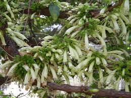 Image result for Halleria elliptica