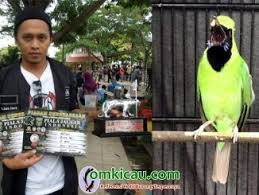 Check spelling or type a new query. Burung Cucak Hijau Om Kicau