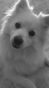 Pomeranian Black American Eskimo Dog Piper American Eskimo American Eskimo Dog American Eskimo Puppy Japanese Spitz Puppy