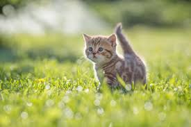 Si vous possédez un chat de race, il est impératif que son nom commence par la lettre de son année de naissance pour qu'il soit inscrit au loof. Noms De Chat Lequel Lui Donner Gamm Vert